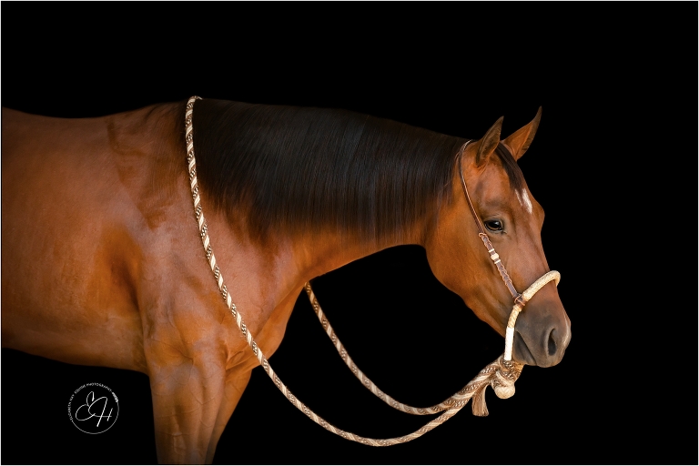 reined cowhorse mare equine black background portrait
