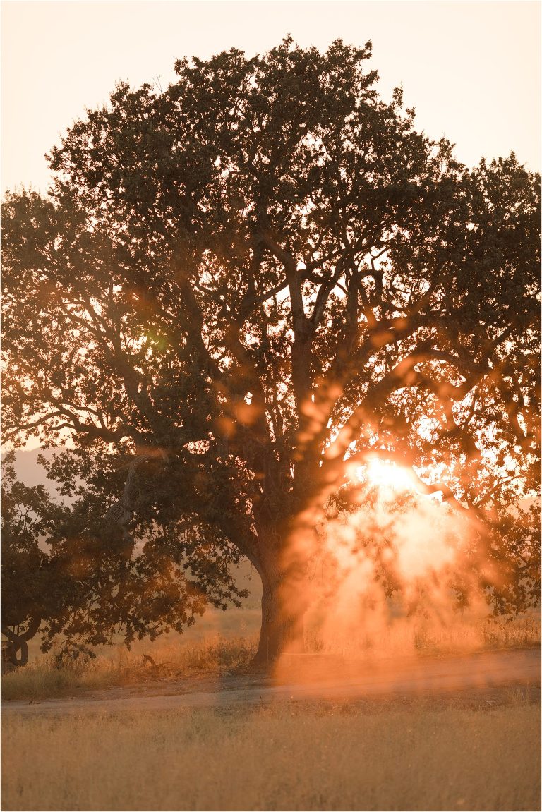 coastal California oak tree by Elizabeth Hay Photography