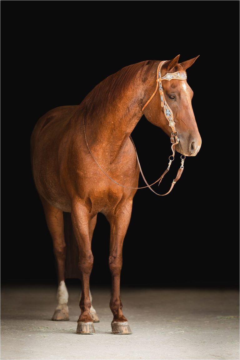 Western Black Background Portraits with American Quarter Horse Cowboy by Elizabeth Hay Photography