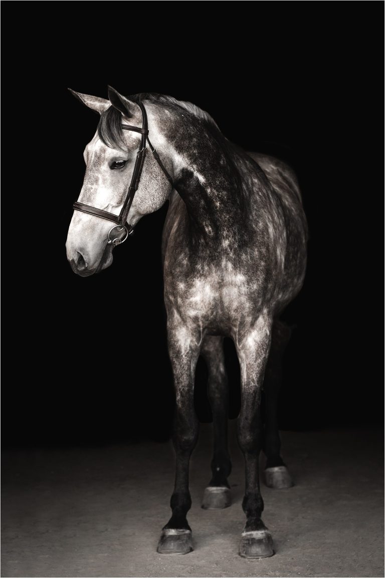 San Luis Obispo Equestrian session and equine black background portrait of grey gelding by Elizabeth Hay Photography. 