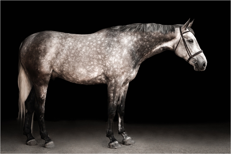 San Luis Obispo Equestrian session black background portrait of grey horse by Elizabeth Hay Photography. 