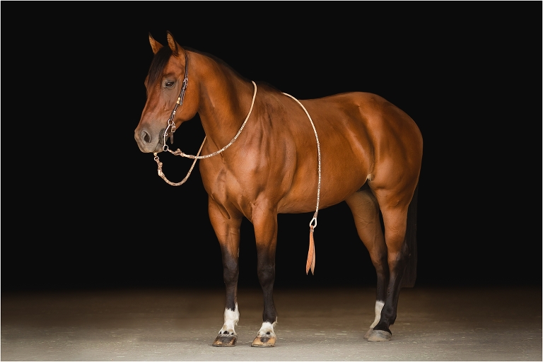 Western Black Background Portraits with American Quarter Horse Rip by Elizabeth Hay Photography