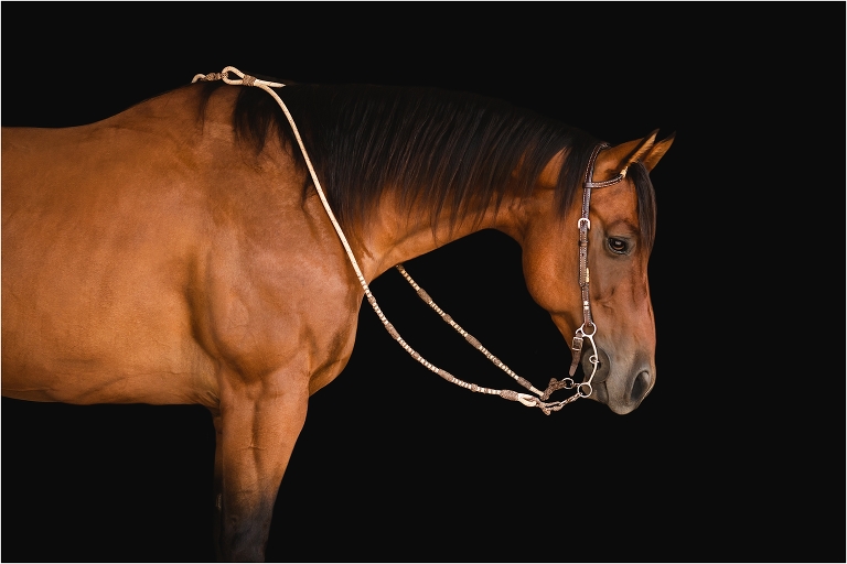 equine black background portrait of Bay western horse by Elizabeth Hay Photography