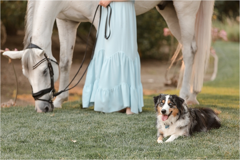 Santa Ynez Equine Photography session with australian shepherd dog by California Equine Photographer Elizabeth Hay Photography.