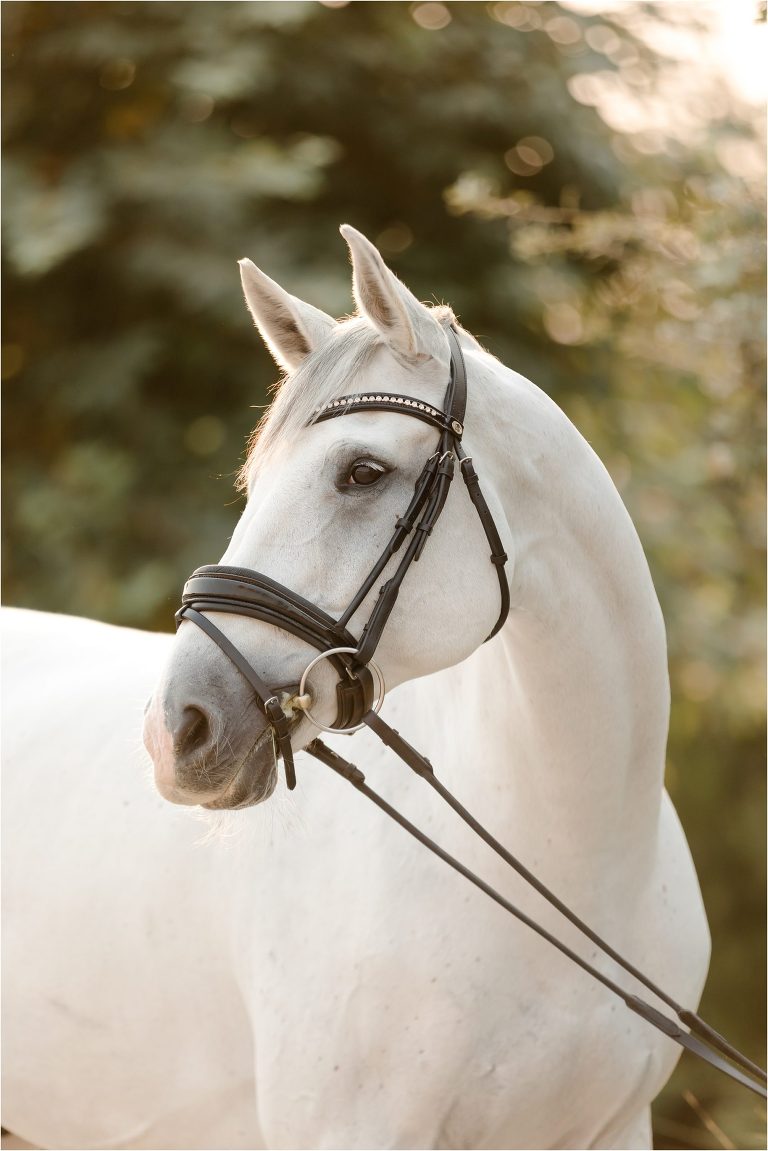 Grey 3 day eventing horse by California Equine Photographer Elizabeth Hay Photography 