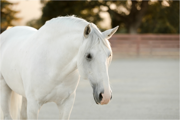 Lusitano gelding at liberty at the Horse Park at Woodside by California Equine Photographer Elizabeth Hay Photography