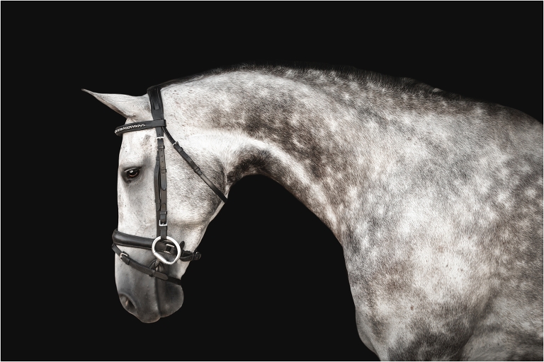 equine black background portrait at Shiloh West Eventing Session at the Shiloh West Equestrian Center by California Equine Photographer Elizabeth Hay Photography.