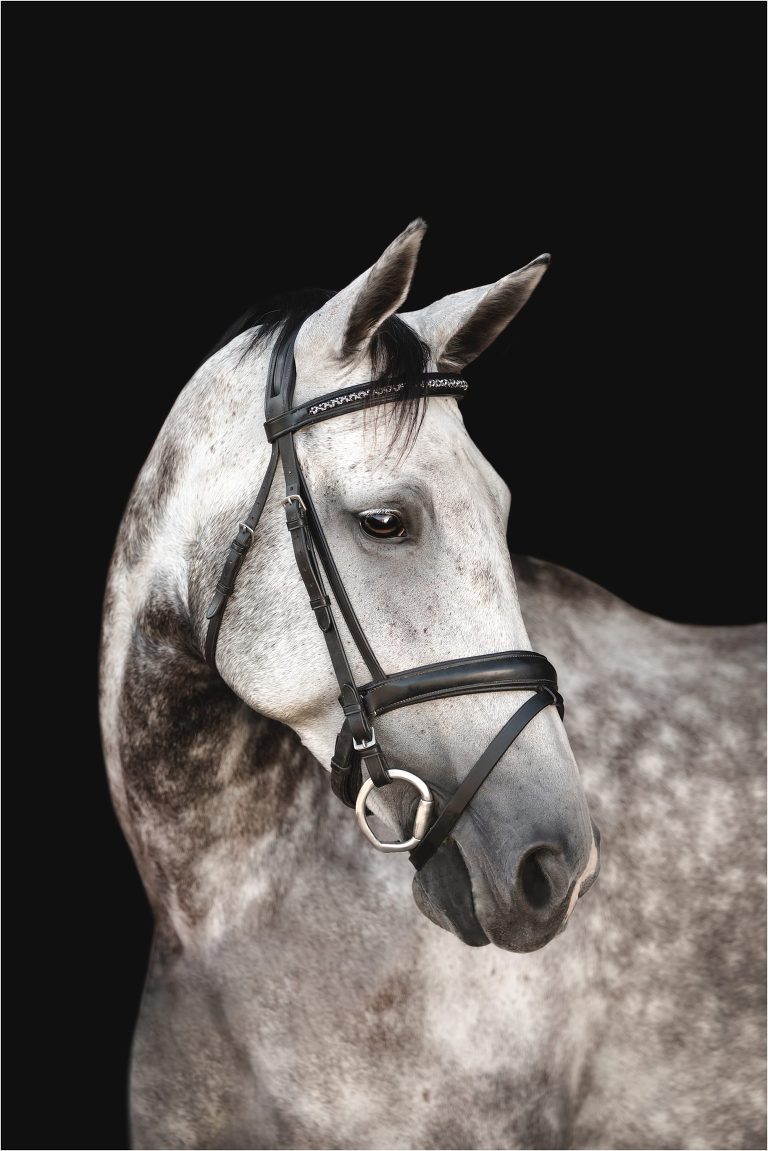 portrait of grey horse at a Shiloh West Eventing Session by California Equine Photographer Elizabeth Hay Photography.