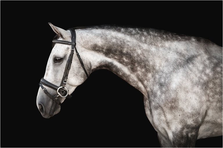 portrait of grey mare at a Shiloh West Eventing Session by California Equine Photographer Elizabeth Hay Photography.