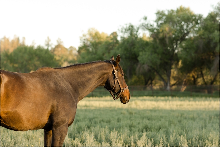 Checkmate Thoroughbreds mare in Parkfield California by Elizabeth Hay Photography. 