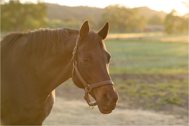 Parkfield Equine Maternity Session - Elizabeth Hay Photography