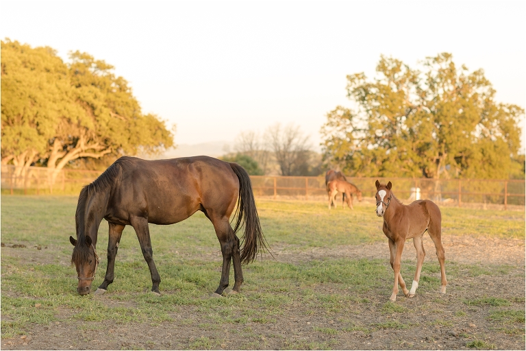 thoroughbred mare and foal from Checkmate Thoroughbreds in Parkfield, California by Elizabeth Hay Photography. 