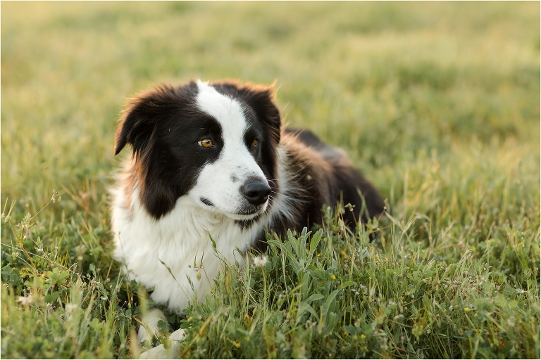 ranch border collie dog by California Equine Photographer Elizabeth Hay Photography