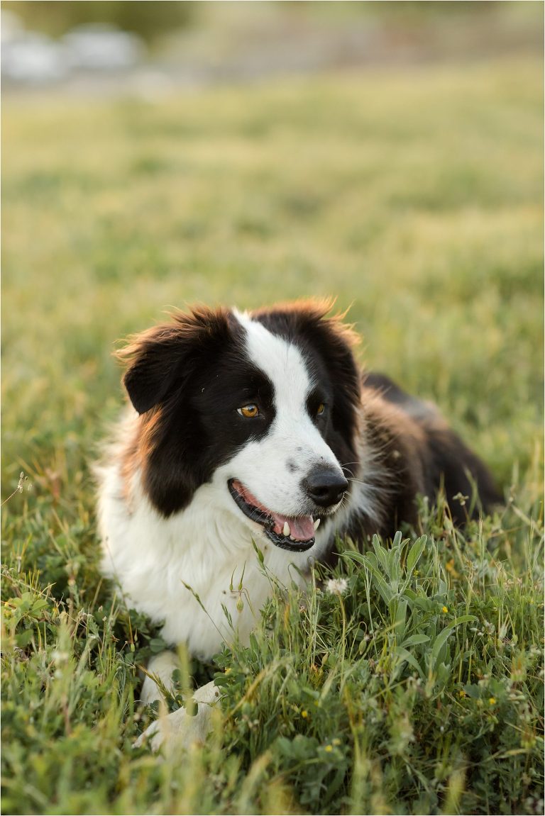 ranch border collie by California Equine Photographer Elizabeth Hay Photography