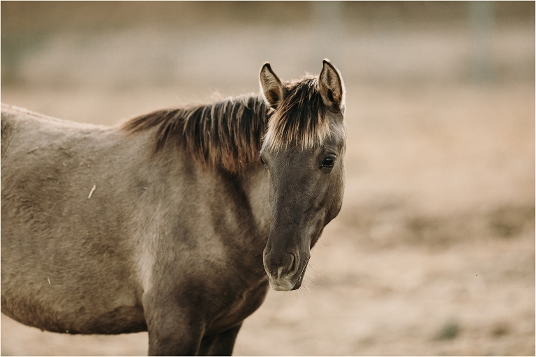 wild grulla horse by California Equine Photographer Elizabeth Hay Photography
