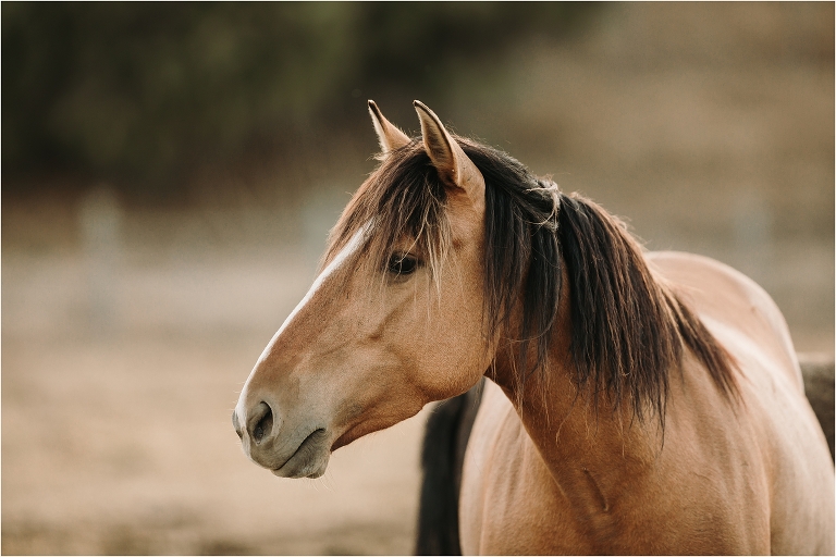buckskin mustang mare by California Equine Photographer Elizabeth Hay Photography