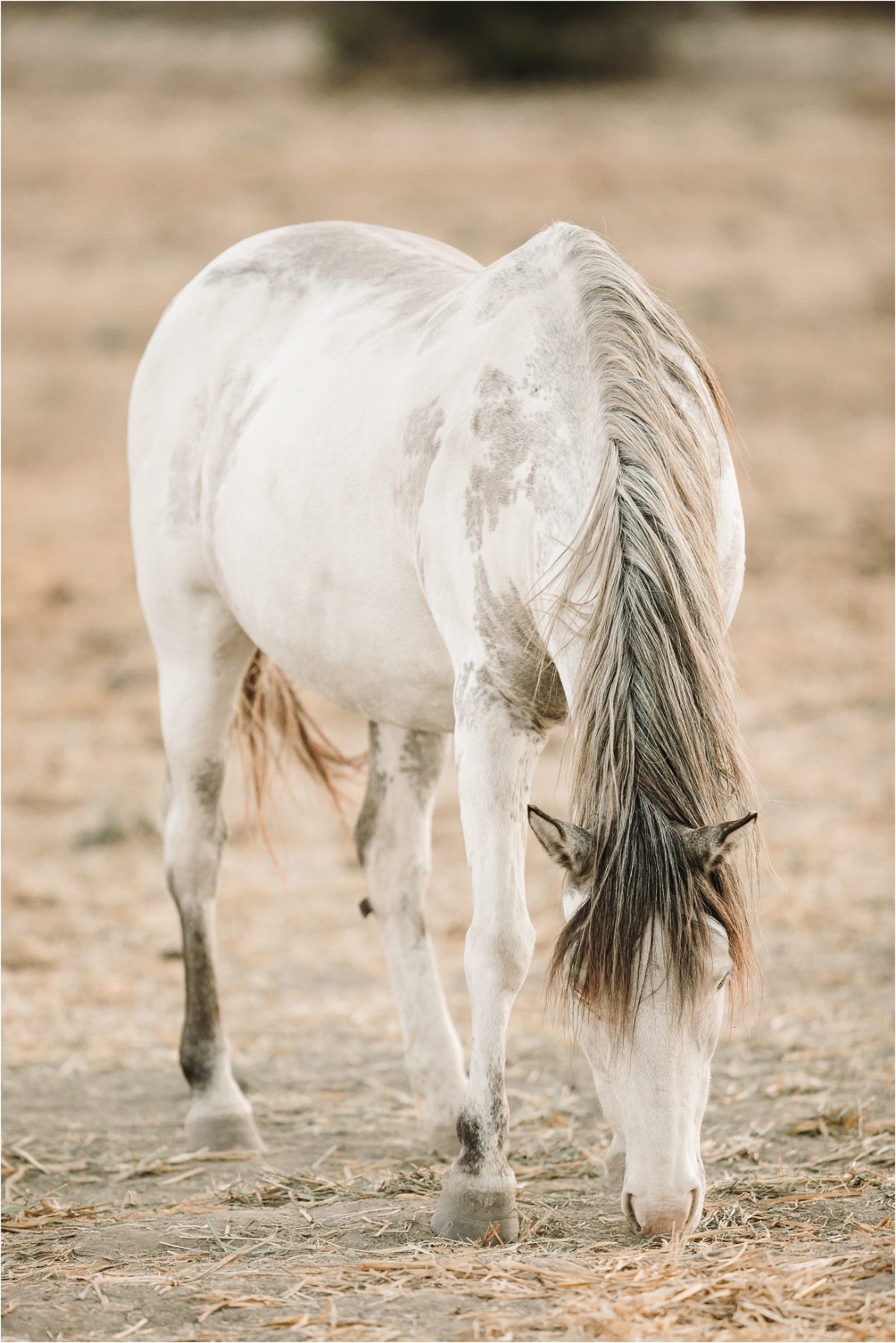 Wild Horses in California - Elizabeth Hay Photography