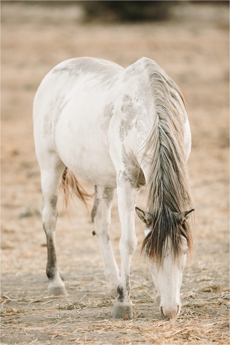 grey and white mustang mare grazing by California Equine Photographer Elizabeth Hay Photography