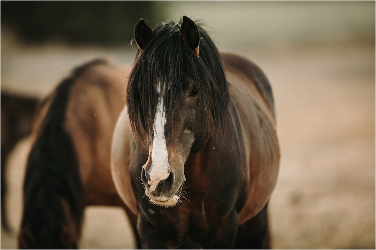 dark bay mustang stallion by California Equine Photographer Elizabeth Hay Photography