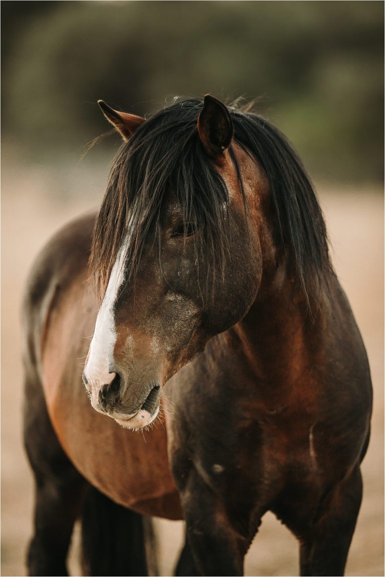 bay mustang stallion with blaze by California Equine Photographer Elizabeth Hay Photography