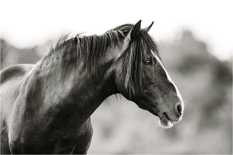 black and white image of a mustang stallion by California Equine Photographer Elizabeth Hay Photography