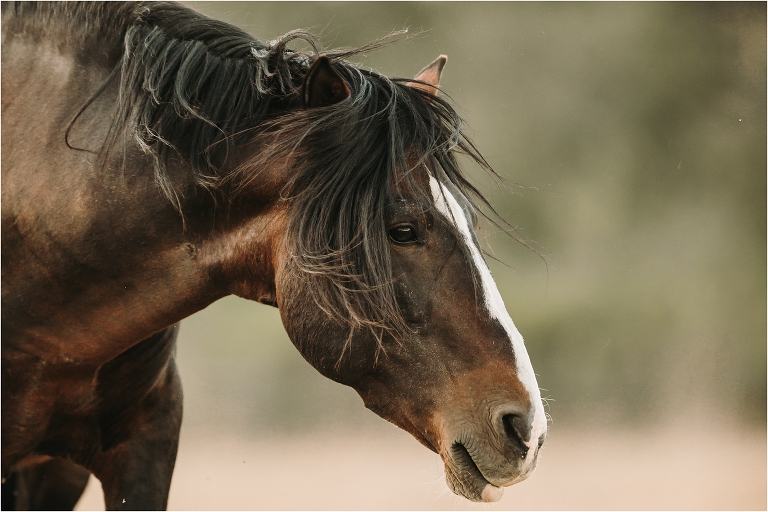 bay mustang stallion shaking his mane by California Equine Photographer Elizabeth Hay Photography