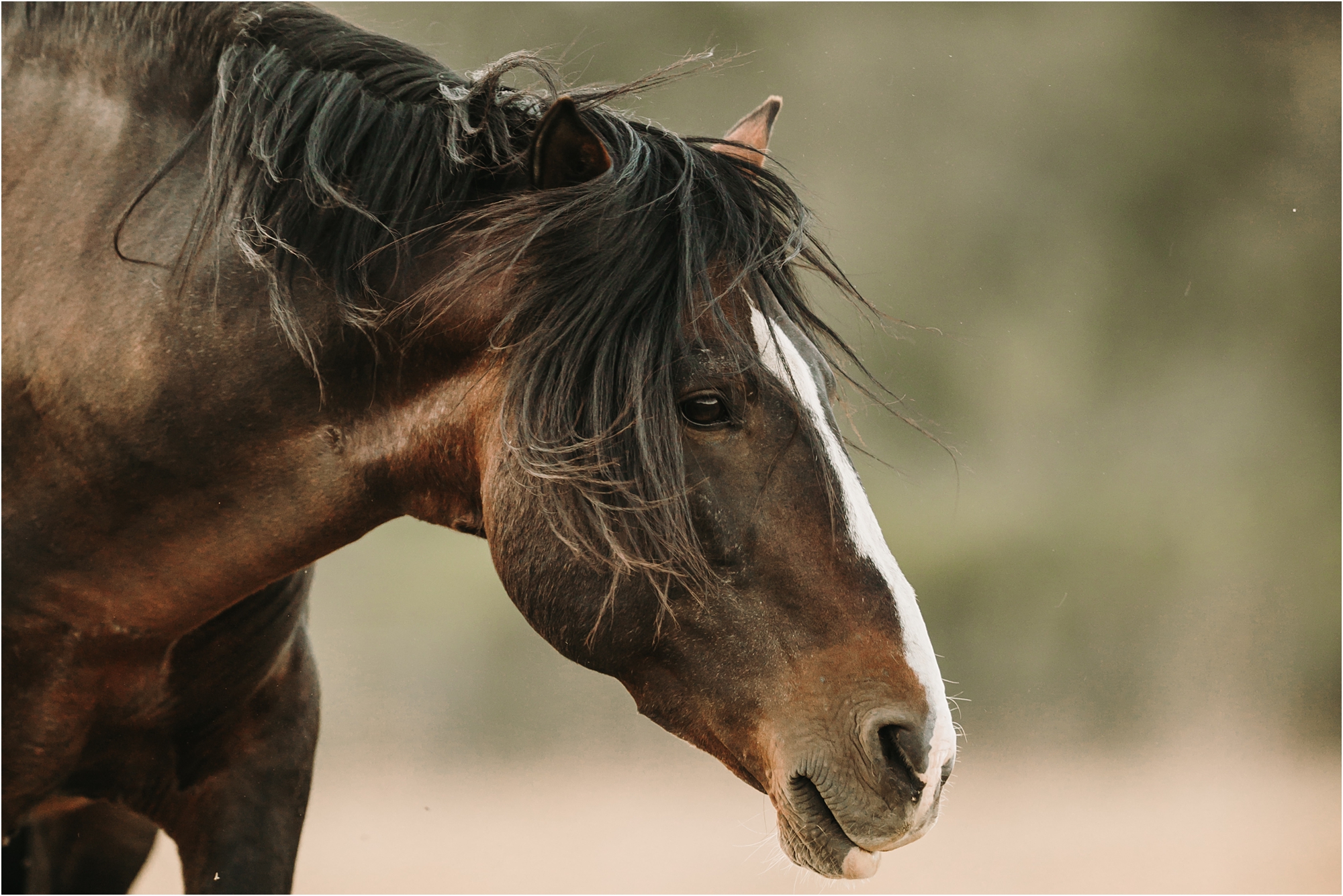Wild Horses in California Elizabeth Hay Photography