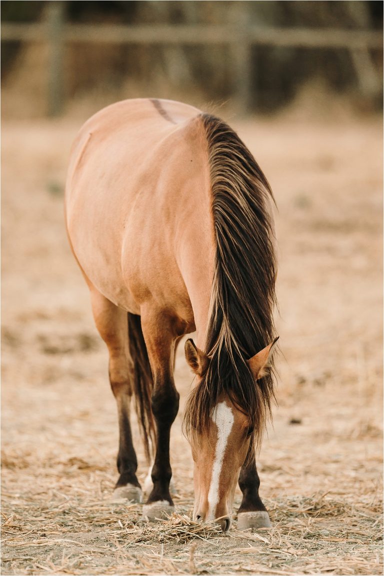 dun buckskin mustang mare grazing by California Equine Photographer Elizabeth Hay Photography