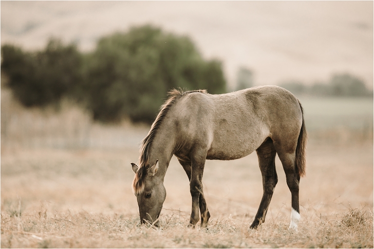 wild grulla mustang filly by California Equine Photographer Elizabeth Hay Photography