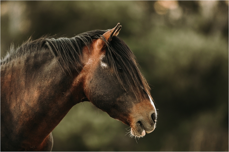 stoic mustang stallion by California Equine Photographer Elizabeth Hay Photography
