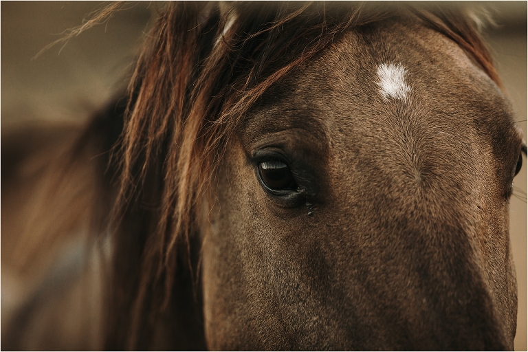 close up of a wild horse's eye by California Equine Photographer Elizabeth Hay Photography