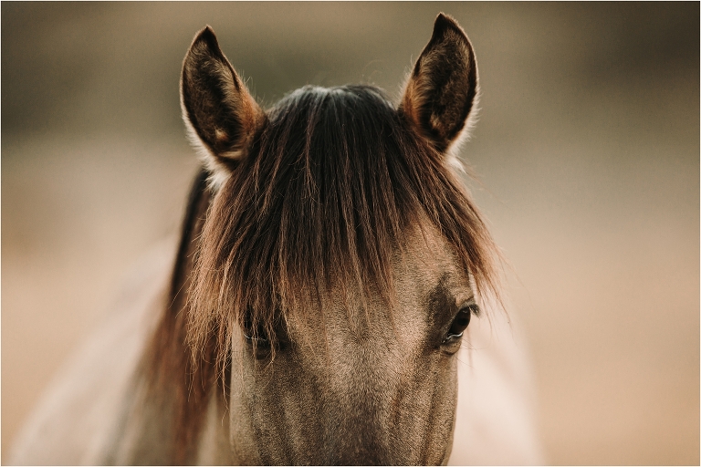 close up of a grulla mustang mare by California Equine Photographer Elizabeth Hay Photography