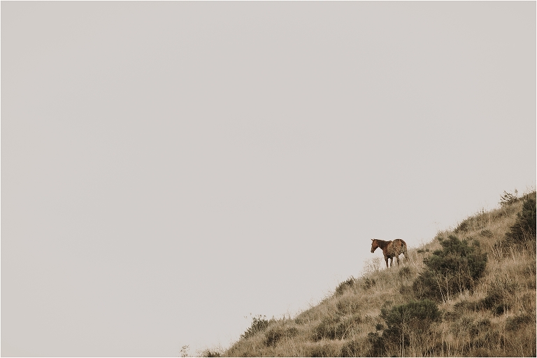 wild horse on a hilltop by California Equine Photographer Elizabeth Hay Photography