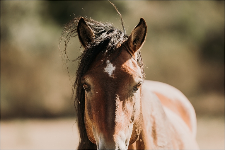 Wild Horses in California at the Return To Freedom Photo Safari in Lompoc, Ca by California Equine Photographer Elizabeth Hay Photography. 