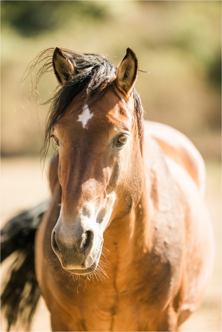 Wild Horses in California Elizabeth Hay Photography
