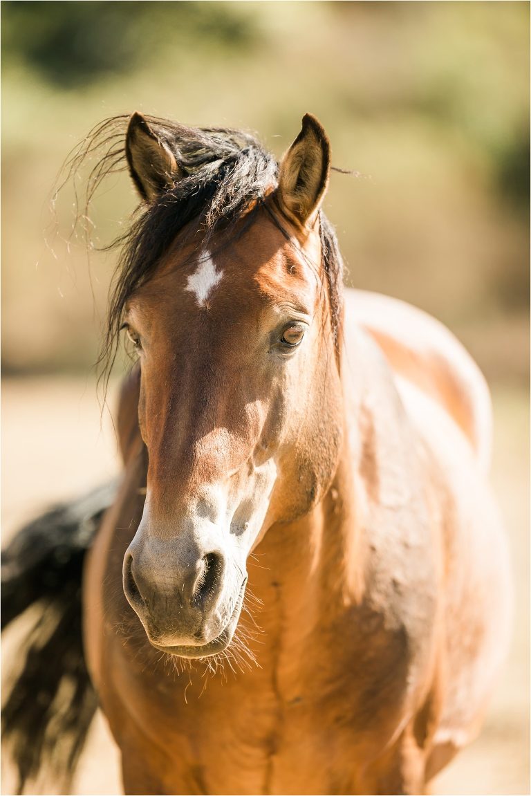 Wild Horses in California at the Return To Freedom Photo Safari in Lompoc, Ca by California Equine Photographer Elizabeth Hay Photography bay horse