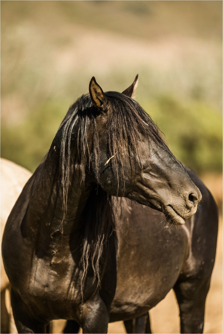 black stallion with Wild Horses in California at the Return To Freedom Photo Safari in Lompoc, Ca by California Equine Photographer Elizabeth Hay Photography. 