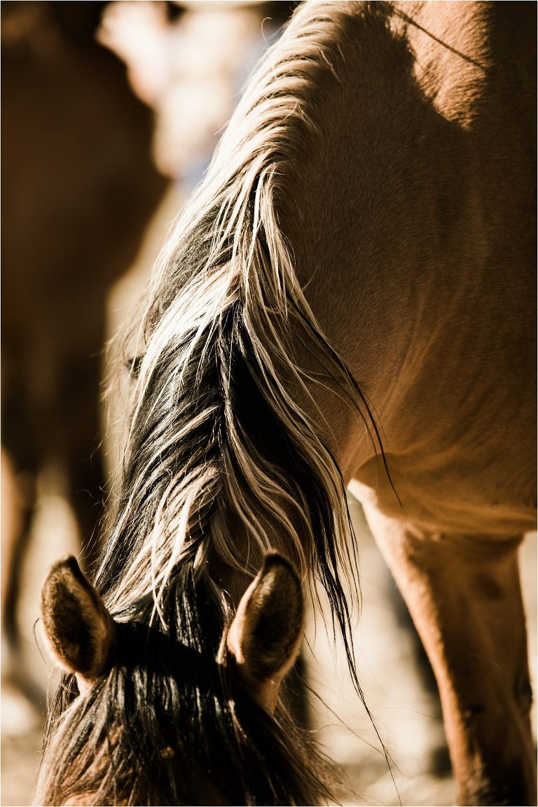 buckskin mustang with Wild Horses in California at the Return To Freedom Photo Safari in Lompoc, Ca by California Equine Photographer Elizabeth Hay Photography. 