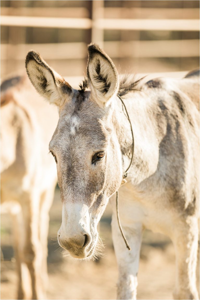 wild donkey with Wild Horses in California at the Return To Freedom Photo Safari in Lompoc, Ca by California Equine Photographer Elizabeth Hay Photography. 