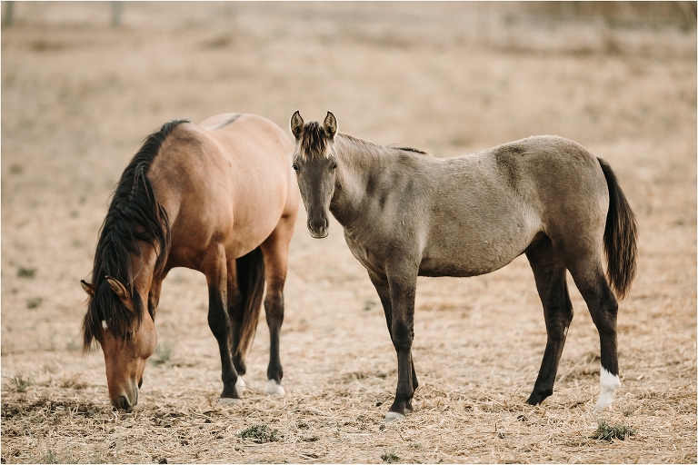 buckskin  and grulla mustangs with Wild Horses in California at the Return To Freedom Photo Safari in Lompoc, Ca by California Equine Photographer Elizabeth Hay Photography. 