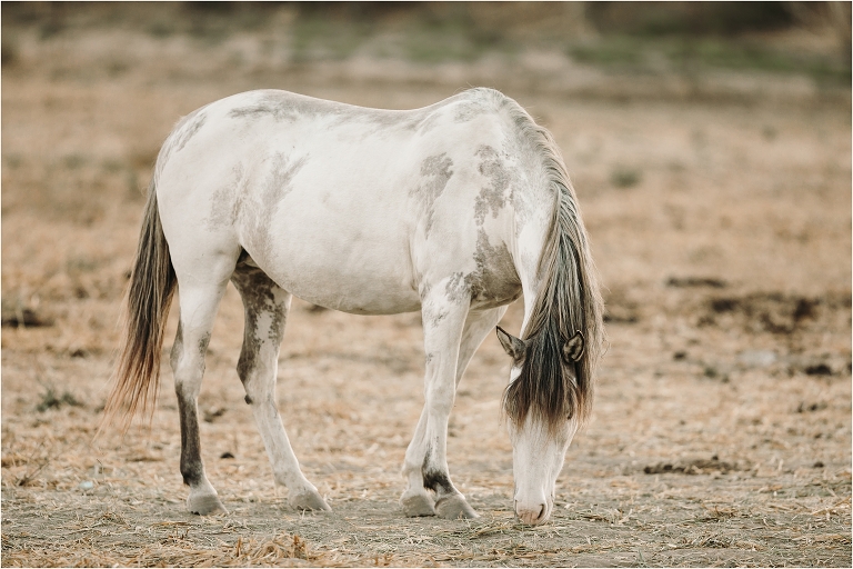 medicine hat mustang with Wild Horses in California at the Return To Freedom Photo Safari in Lompoc, Ca by California Equine Photographer Elizabeth Hay Photography. 