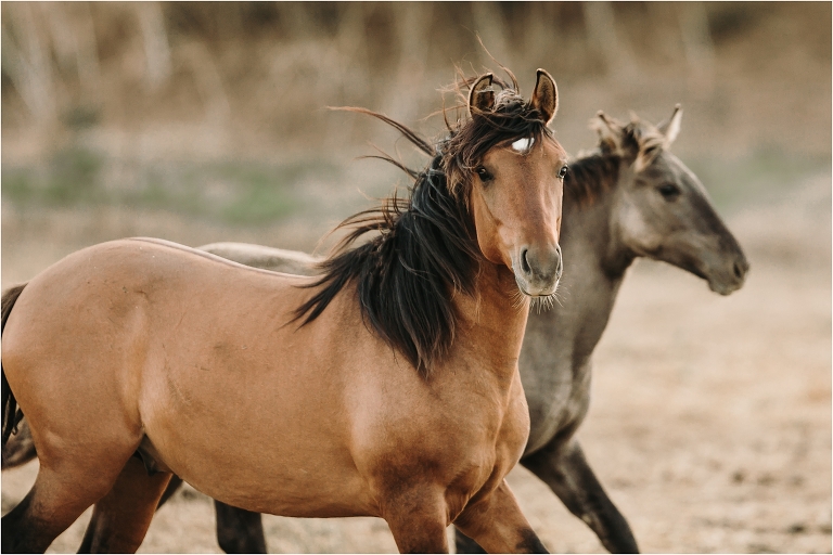 buckskin mare with Wild Horses in California at the Return To Freedom Photo Safari in Lompoc, Ca by California Equine Photographer Elizabeth Hay Photography. 