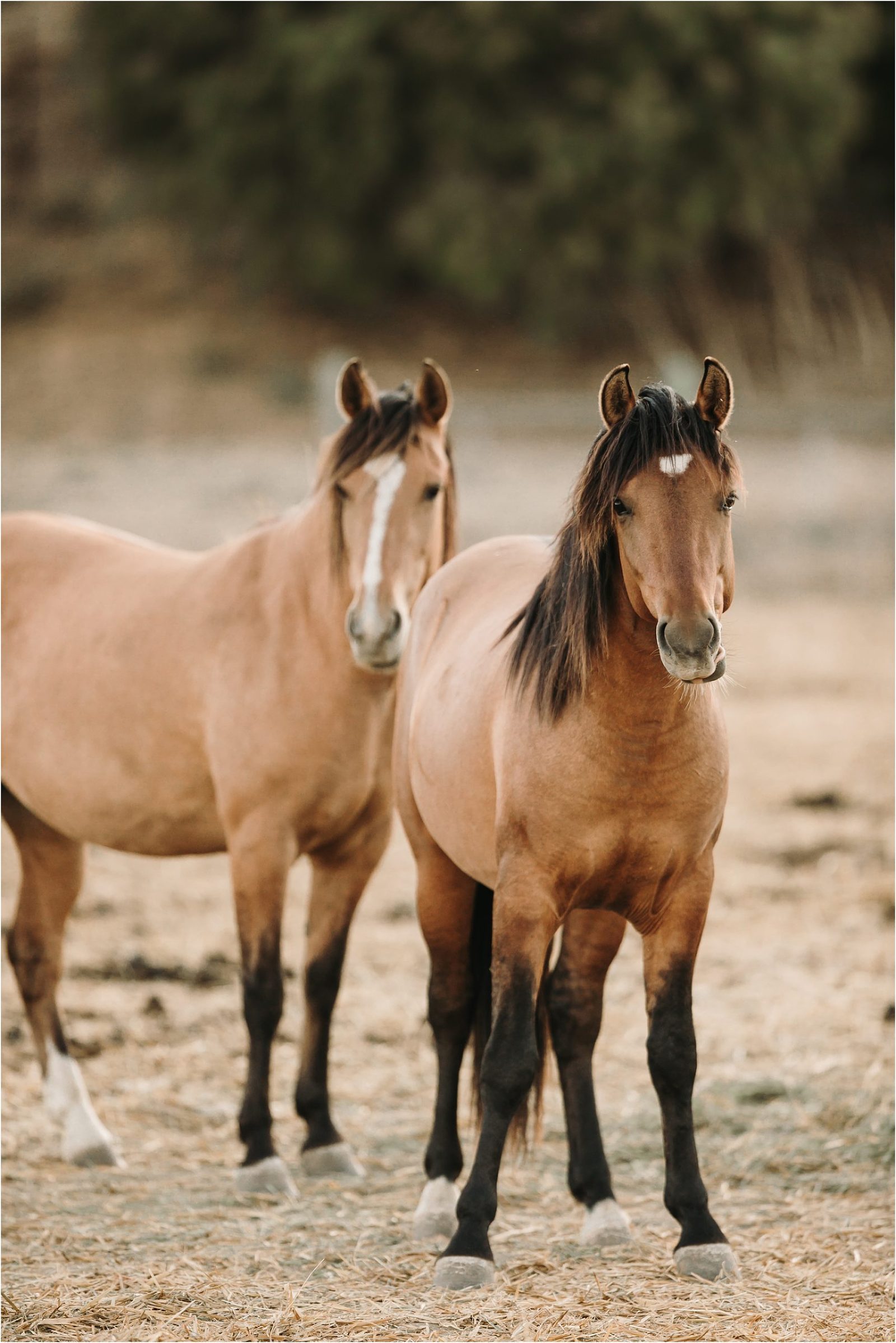 Wild Horses in California - Elizabeth Hay Photography