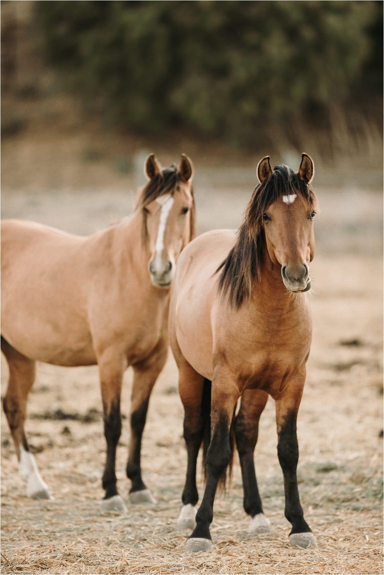 buckskin mustang with Wild Horses in California at the Return To Freedom Photo Safari in Lompoc, Ca by California Equine Photographer Elizabeth Hay Photography. 