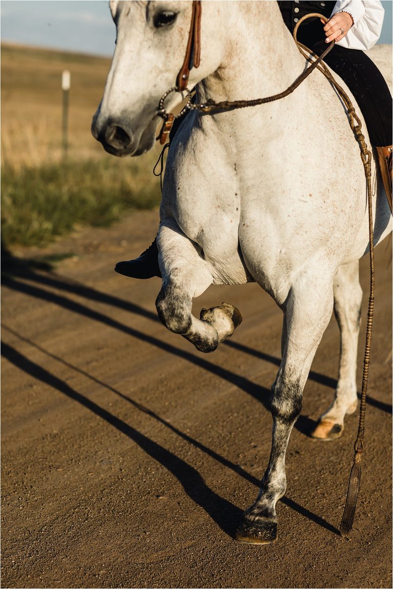 grey horse pawing by California Equine Photographer Elizabeth Hay 