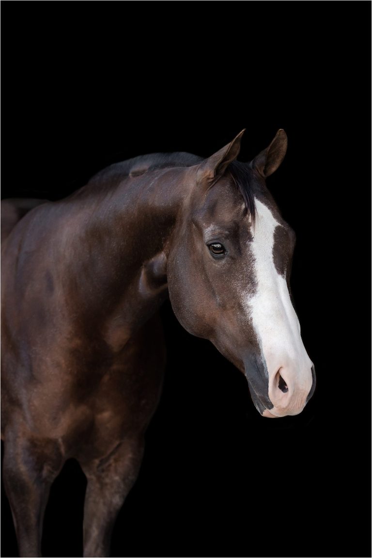 liver chestnut mare black background portrait by California Equine Photographer Elizabeth Hay Photography. 