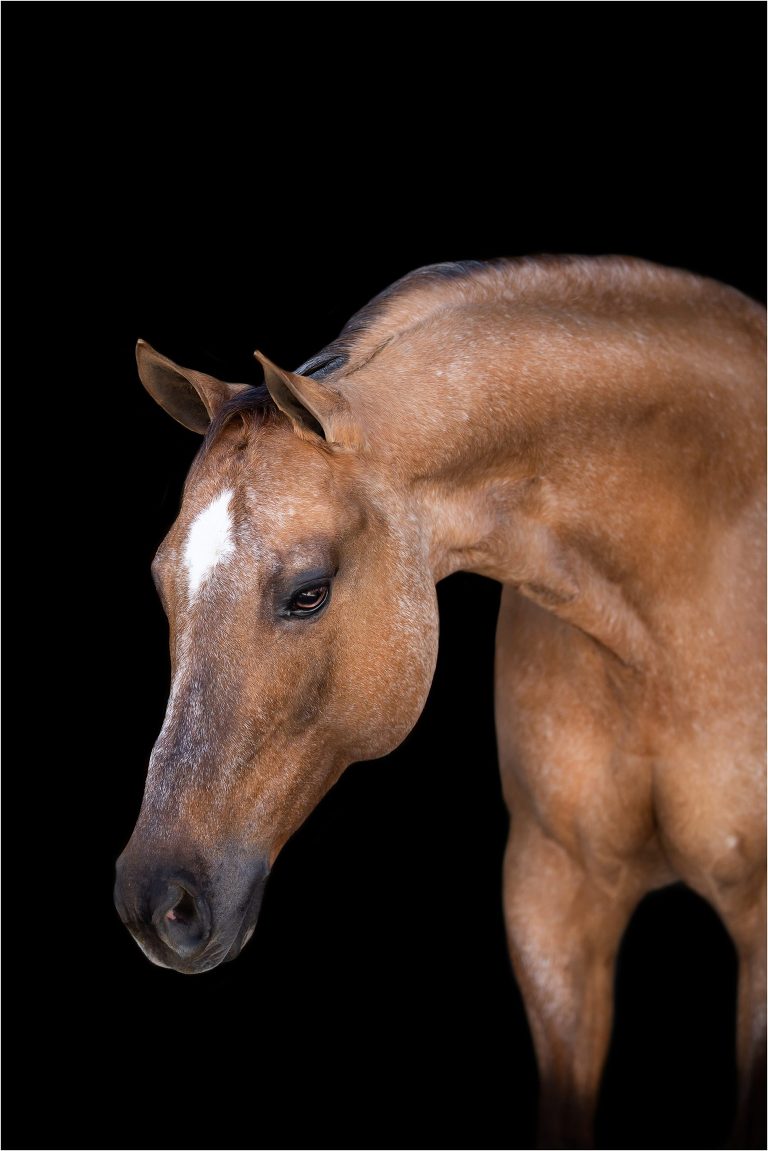 roan red dun mare black background portrait by California Equine Photographer Elizabeth Hay Photography. 