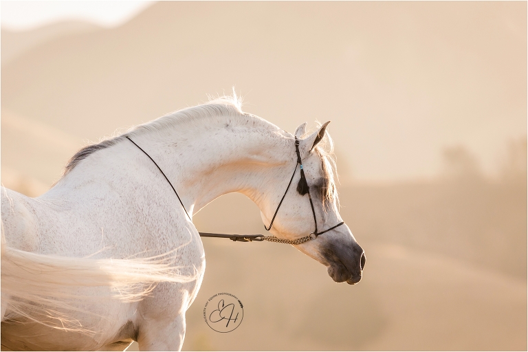 Arabian stallion arching his neck photographed by California Equine Photographer Elizabeth Hay Photography. 