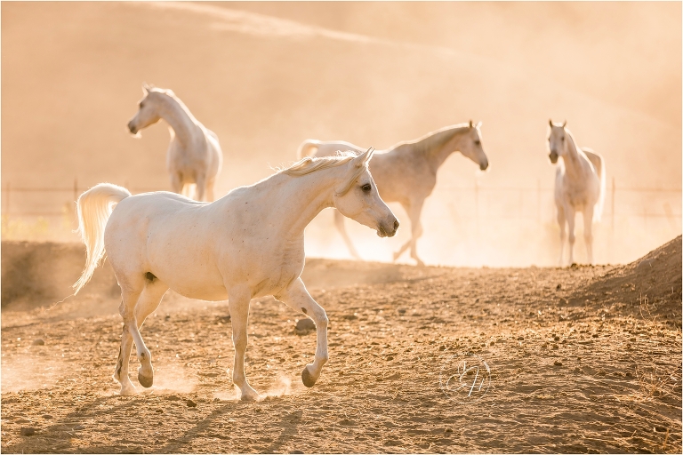 band of white Arabian mares photographed by California Equine Photographer Elizabeth Hay Photography. 