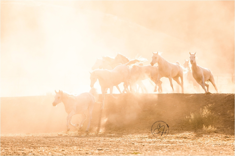 herd of white Arabian mares photographed by California Equine Photographer Elizabeth Hay Photography. 